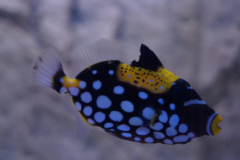 Leopardendrücker - Balistoides conspicillum Leopardendrücker - Balistoides conspicillum