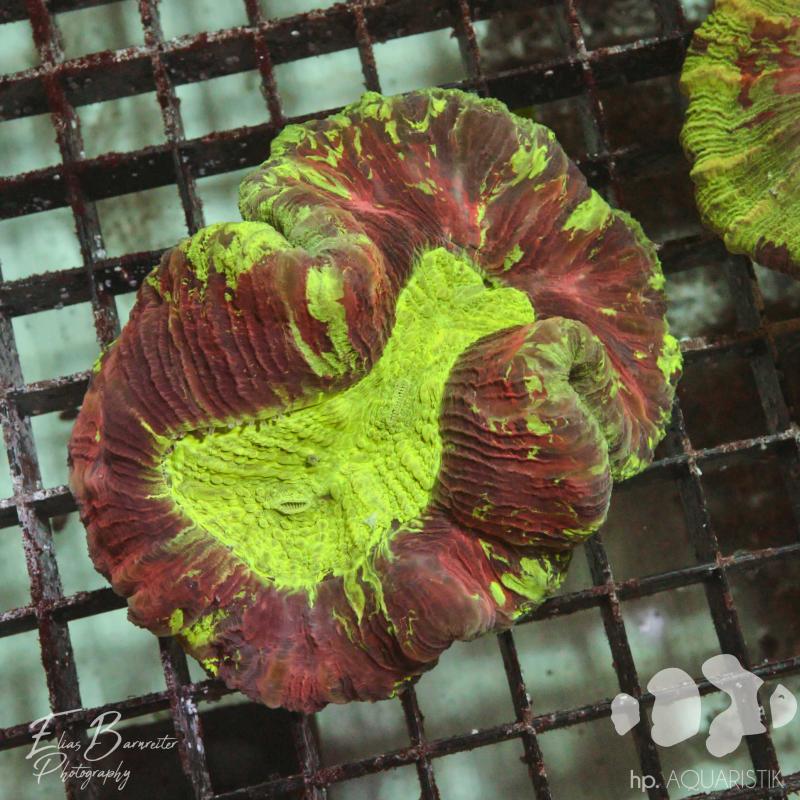 Trachyphyllia Ultra Trachyphyllia Ultra