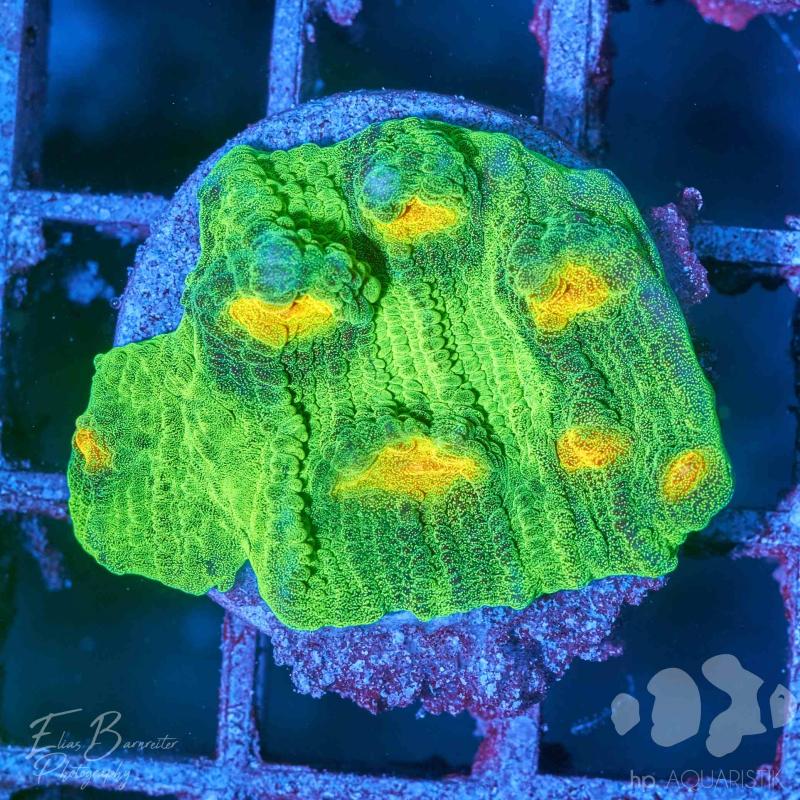 Chalice space Invader Chalice space Invader