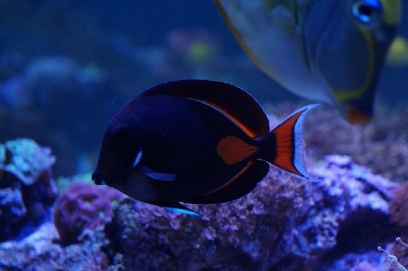 Achilles Doktorfisch -  Acanthurus achilles