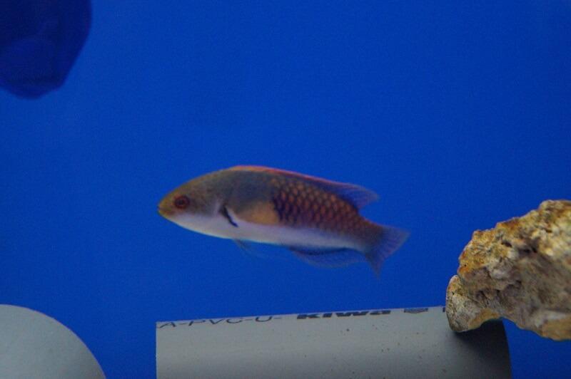 Blauschuppen-Zwerglippfisch - Cirrhilabrus cyanopleura Blauschuppen-Zwerglippfisch - Cirrhilabrus cyanopleura