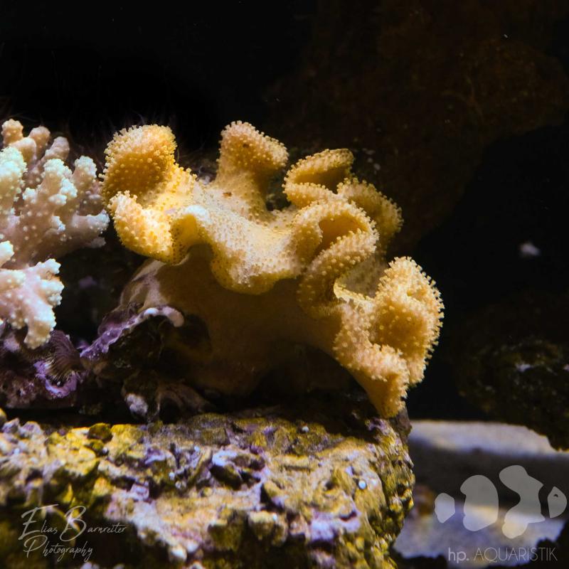 Pilzlederkoralle Fiji Gelb Pilzlederkoralle Fiji Gelb