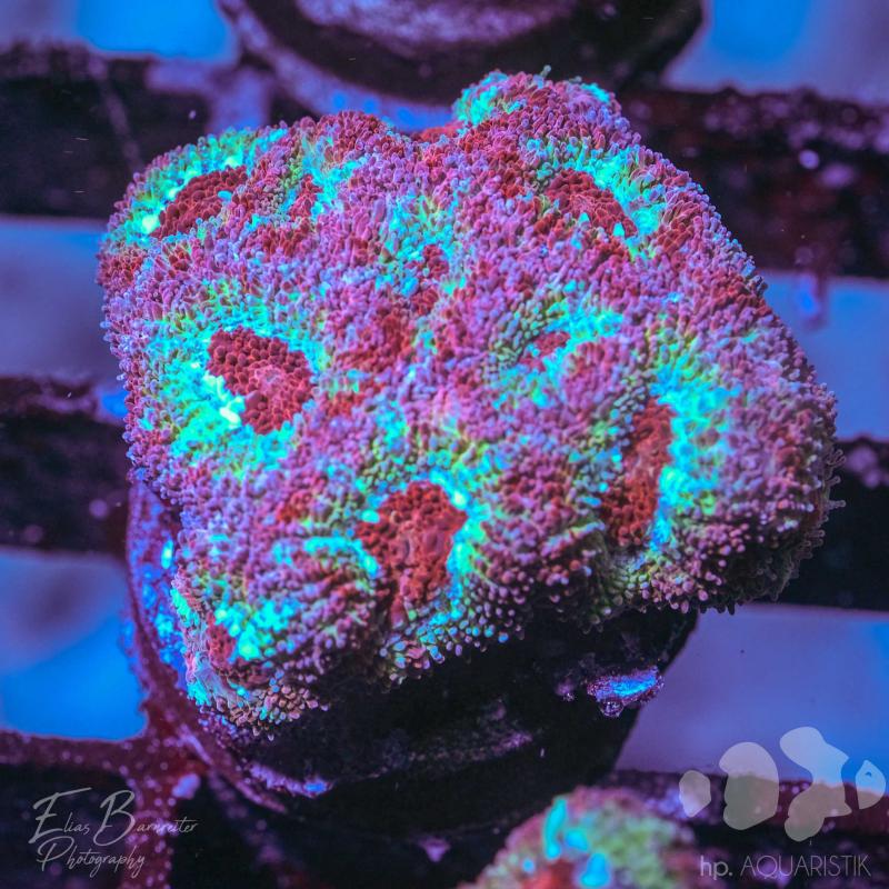 Acanthastrea Magic Acanthastrea Magic