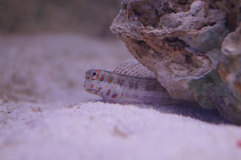 Rotpunkt-Schleimfisch - Blenniella chrysospilos Rotpunkt-Schleimfisch - Blenniella chrysospilos