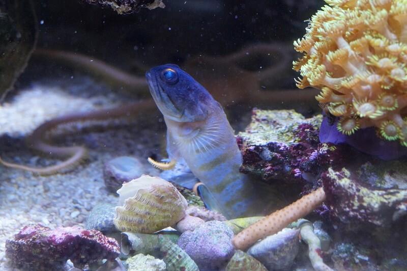 Brunnenbauer - Opistognathus randalli