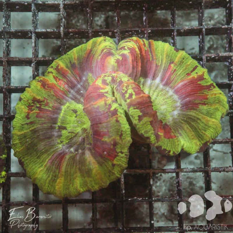 Trachyphyllia Ultra Trachyphyllia Ultra