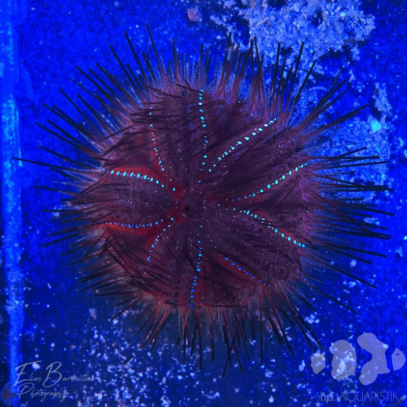 Roter Diademseeigel - Astropyga radiata Roter Diademseeigel - Astropyga radiata