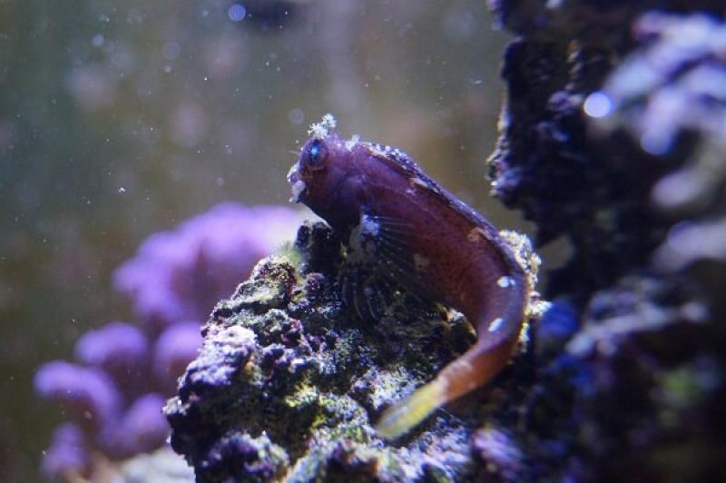 Schleimfisch - Salarias ramosus Schleimfisch - Salarias ramosus