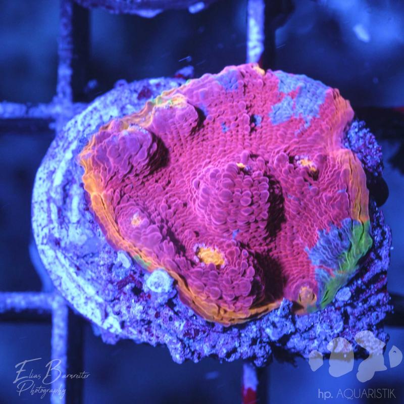 Chalice Flaming Bugatti