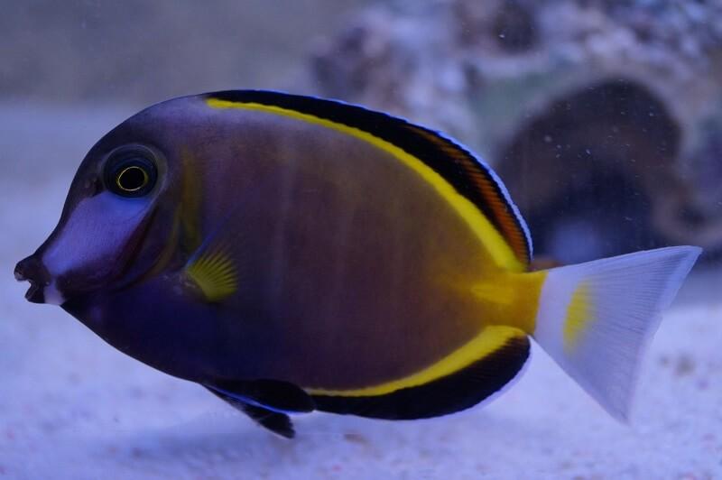 Philippinen Doktorfisch - Acanthurus japonicus