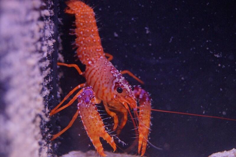 Roter Riffhummer - Enoplometopus daumi Roter Riffhummer - Enoplometopus daumi