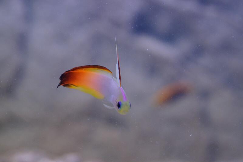 Feuerschwertgrundel - Nemateleotris magnifica Feuerschwertgrundel - Nemateleotris magnifica