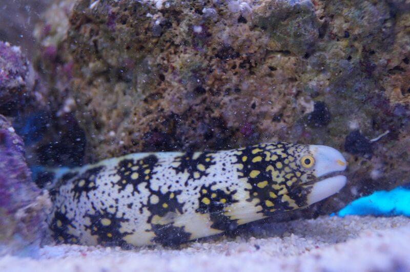 Sternfleckenmuräne - Echidna nebulosa Sternfleckenmuräne - Echidna nebulosa