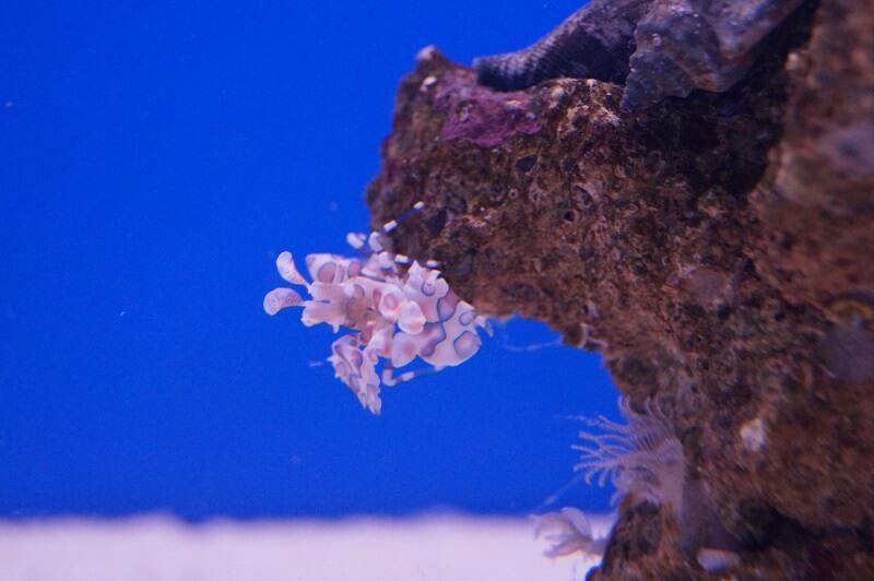 Harlekingarnele - Hymenocera elegans