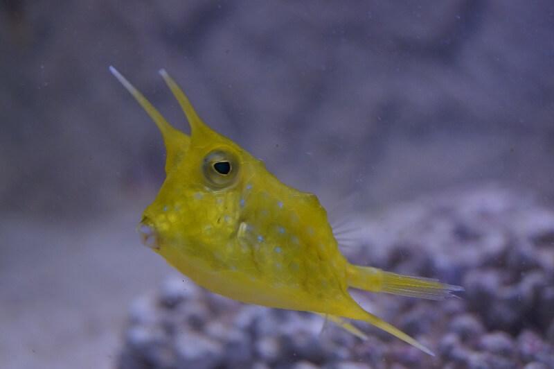 Kuhkofferfisch - Lactoria cornuta Kuhkofferfisch - Lactoria cornuta