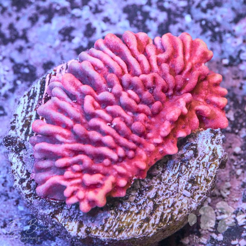 Montipora Mean Streak Montipora Mean Streak