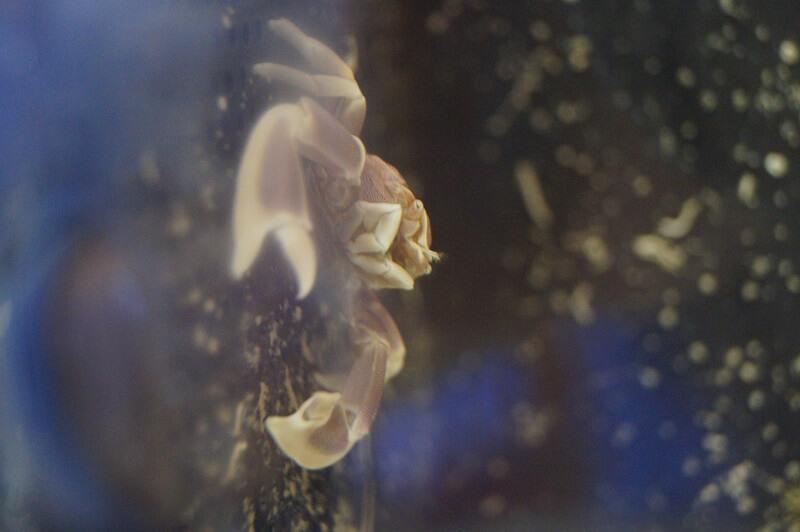 Neopetrolisthes maculatus - Porzellankrebs Anemonenkrebs Neopetrolisthes maculatus - Porzellankrebs Anemonenkrebs