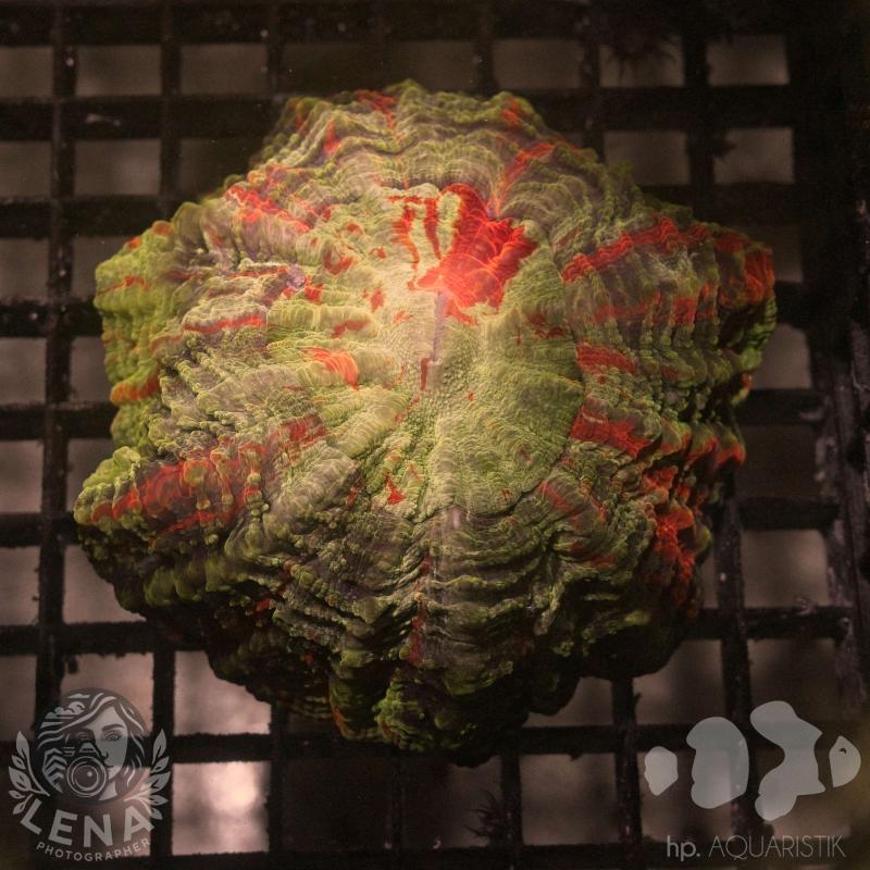 Acanthophyllia Ultra 2 Acanthophyllia Ultra 2