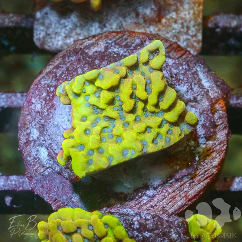 Montipora Bloody Sunrise Montipora Bloody Sunrise