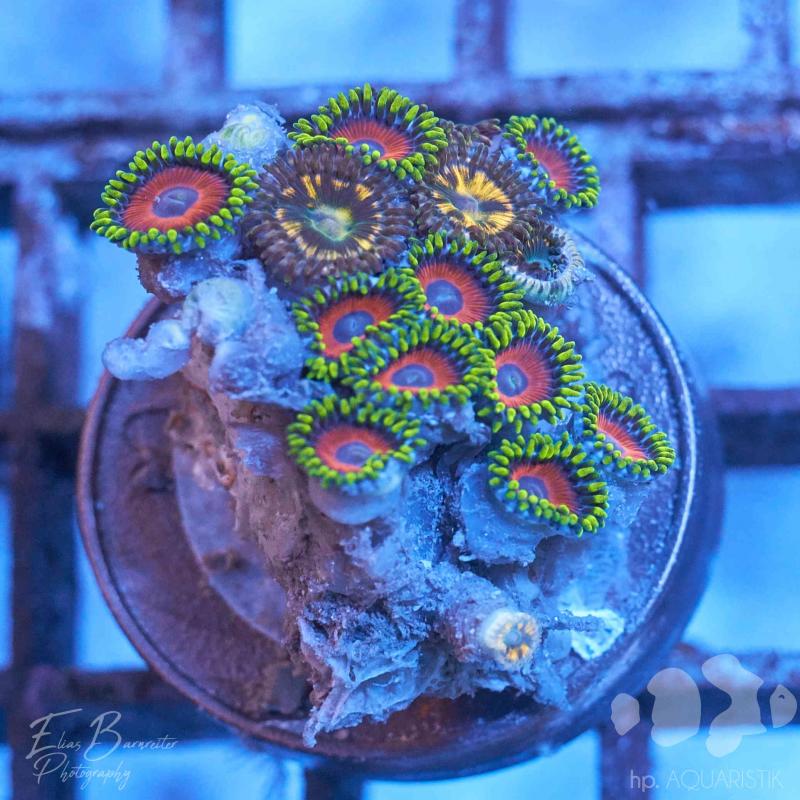 Zoanthus Watermelon Zoanthus Watermelon