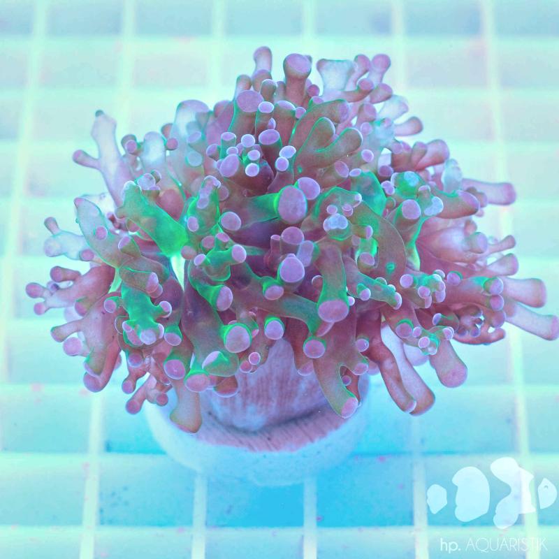 Euphyllia Green Purple Tips
