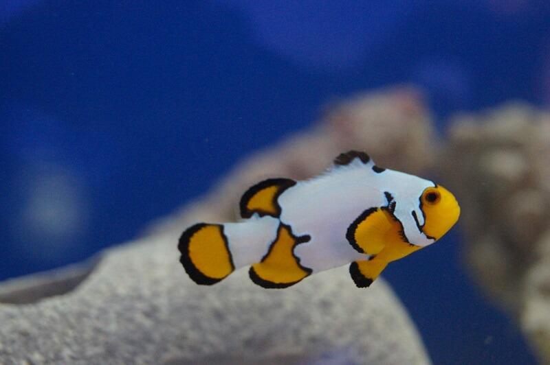 Anemonenfisch Nachzucht - Ocellaris snowflake