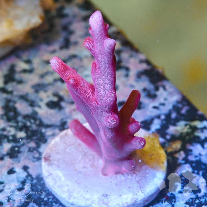 Acropora Echinata Red Fire Acropora Echinata Red Fire