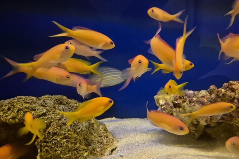 Flammen-Fahnenbarsch - Pseudanthias ignitus