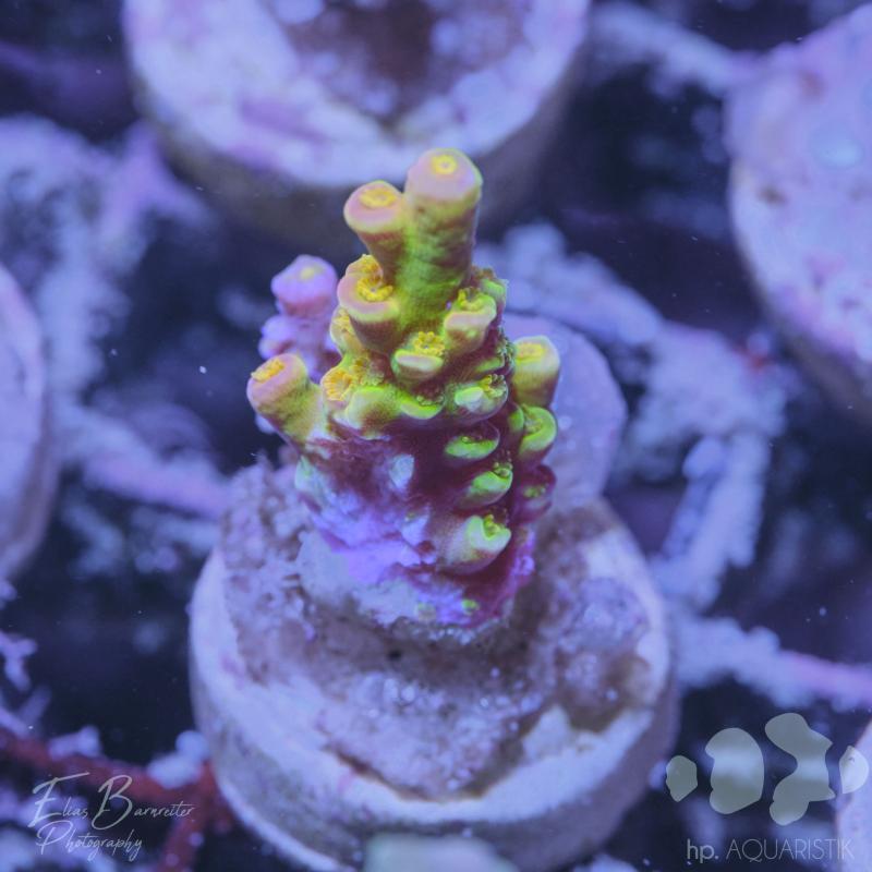 Acropora Walt Disney
