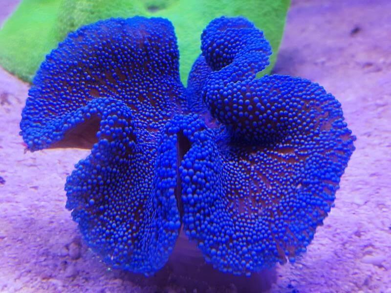 Teppichanemone - Stichodactyla Haddoni blau Teppichanemone - Stichodactyla Haddoni blau