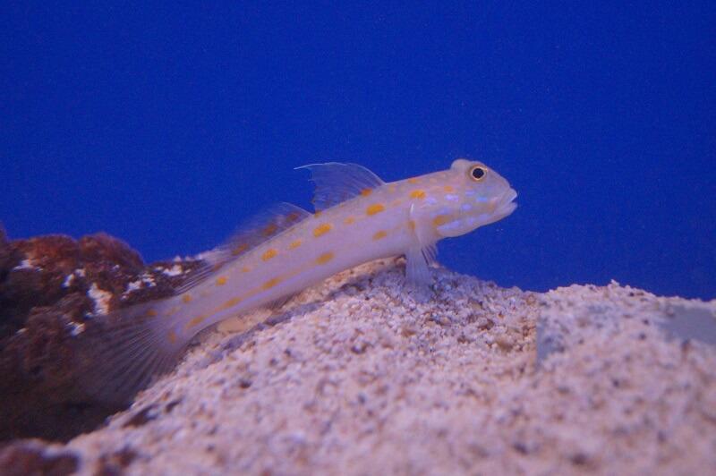 Maiden Schläfergrundel - Valenciennea puellaris Maiden Schläfergrundel - Valenciennea puellaris