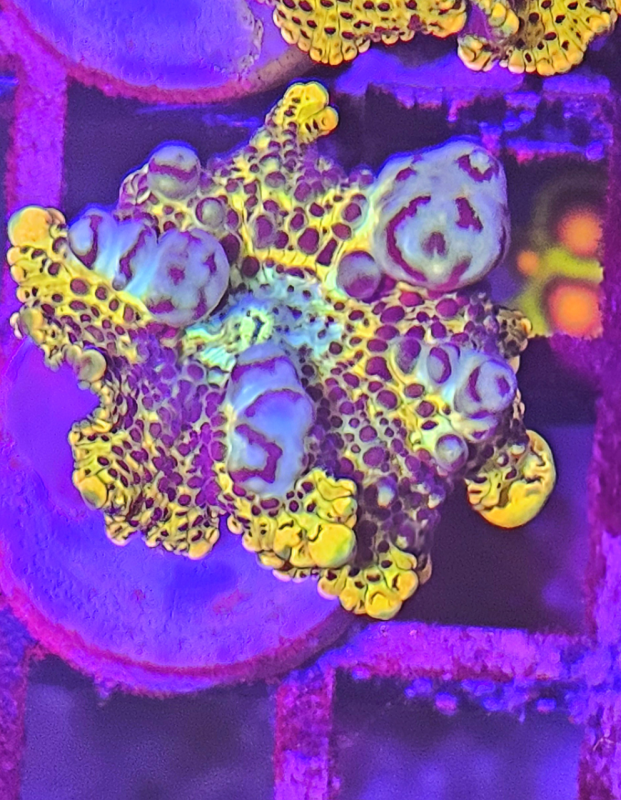 24K Super Bounce Mashroom 24K Super Bounce Mashroom