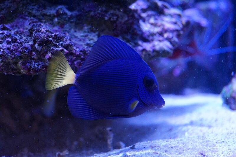 Rotmeer Doktorfisch -  Zebrasoma xanthurum