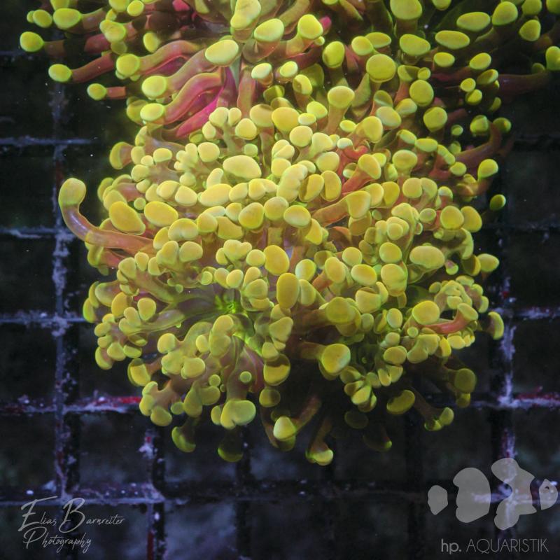 Euphyllia Yellow Drop