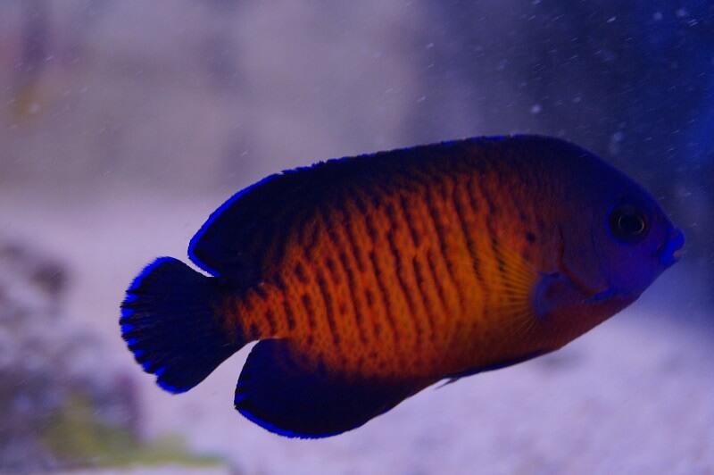 Streifen-Zwergkaiser & Nachzuchten - Centropyge bispinosa Streifen-Zwergkaiser & Nachzuchten - Centropyge bispinosa