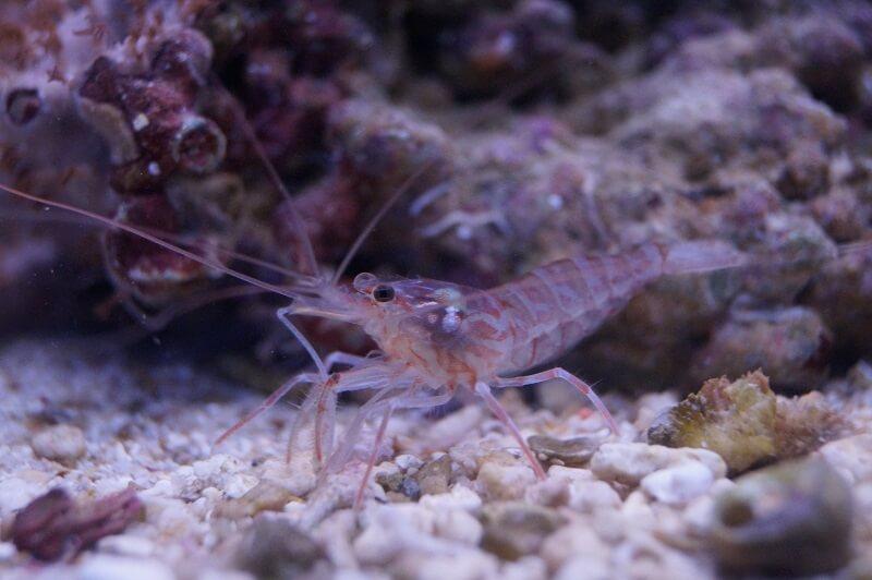 Kükenthals Putzergarnele - Lysmata kuekenthali Kükenthals Putzergarnele - Lysmata kuekenthali