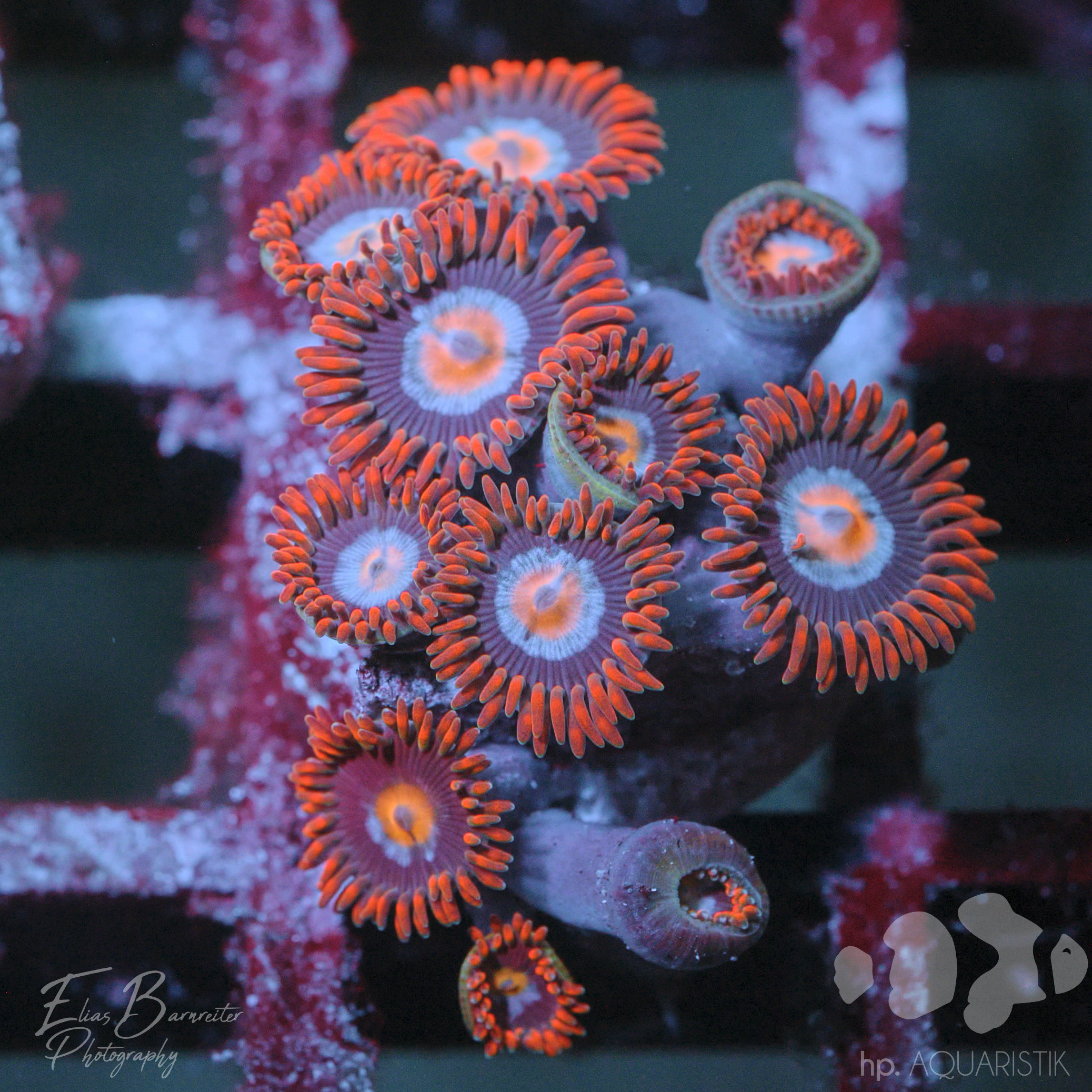 Krustenanemone - Zoanthus Red