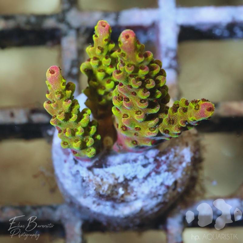 Acropora Cactus