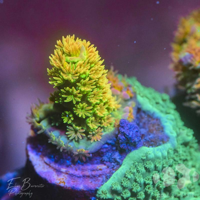 Acropora bigR Walt Disney Original