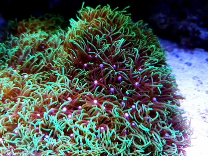 Hornkoralle - Briareum Asbestinum Hornkoralle - Briareum Asbestinum