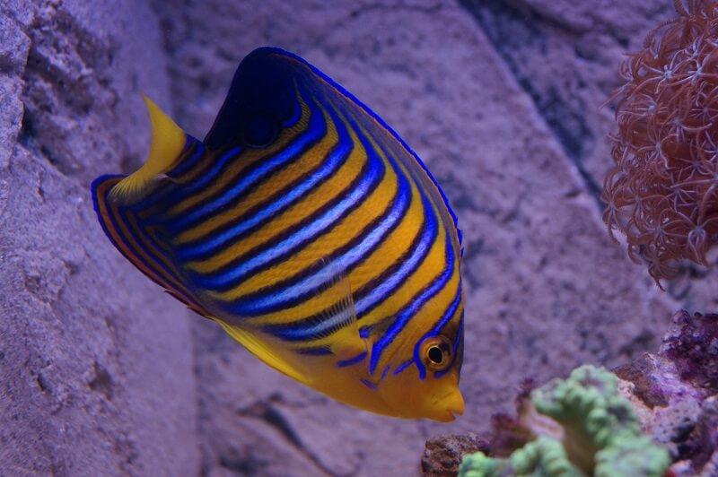 Pfauenkaiserfisch & Nachzuchten - Pygoplites diacanthus