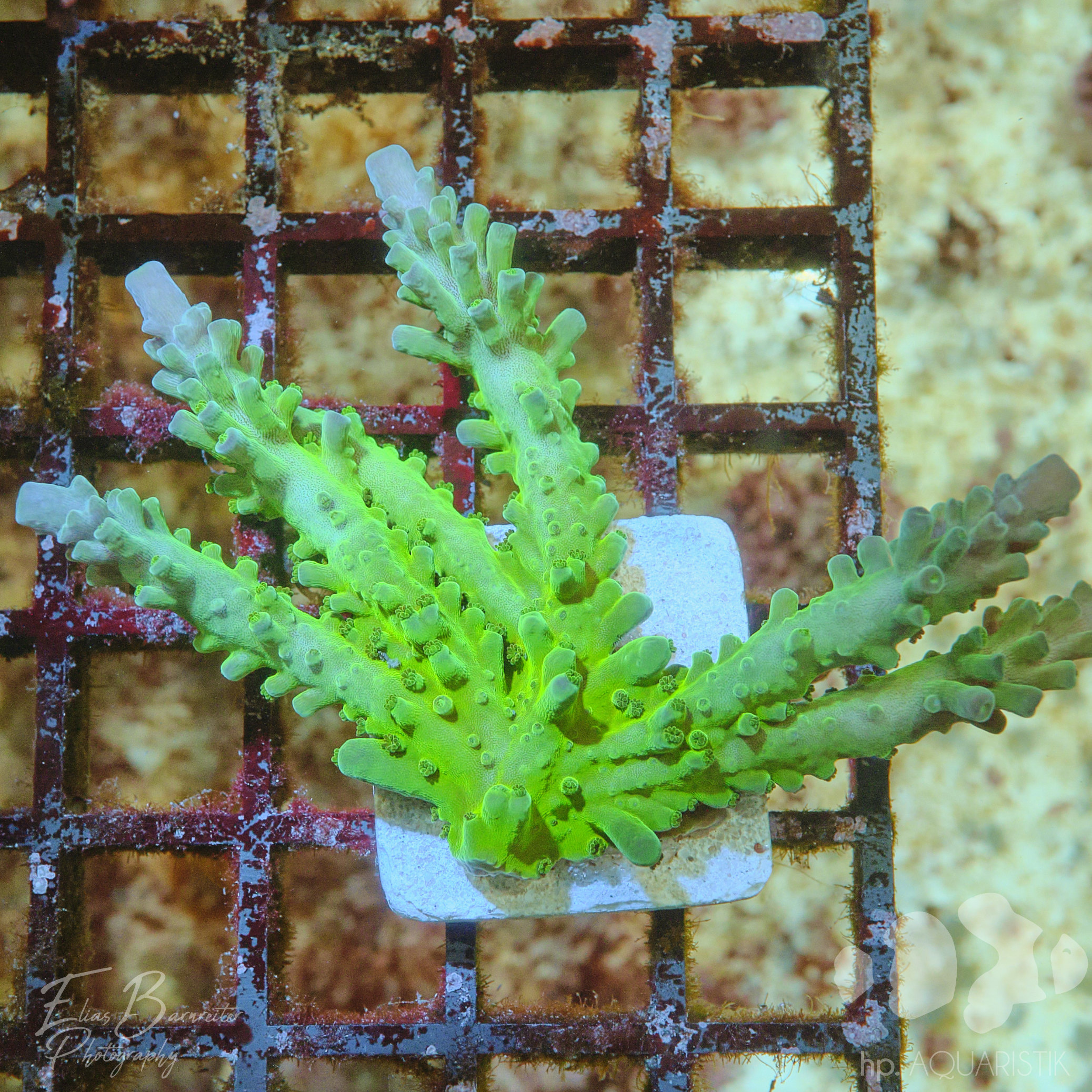Acropora Mopp