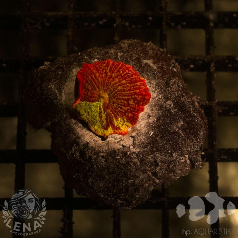 Jawbreaker Jawbreaker