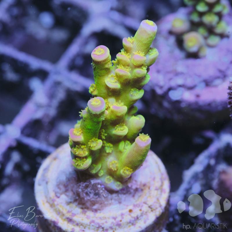 Acropora Walt Disney