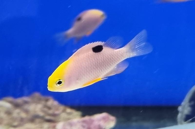 Talbot´s Demoiselle - Chrysiptera talboti Talbot´s Demoiselle - Chrysiptera talboti
