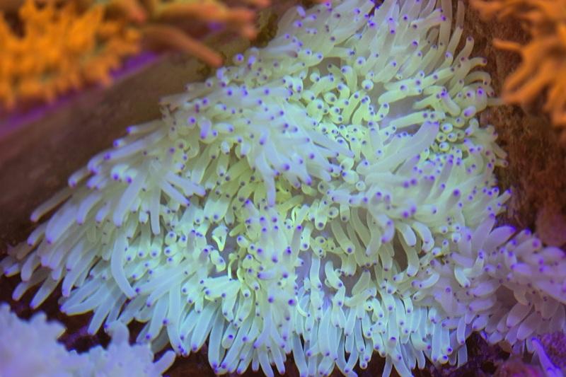 Anemone weiß mit blauen spitzen - Heteractis crispa Anemone weiß mit blauen spitzen - Heteractis crispa