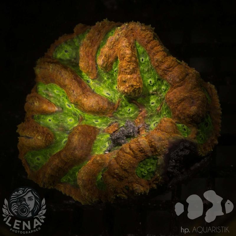 Lobophyllia Ultra