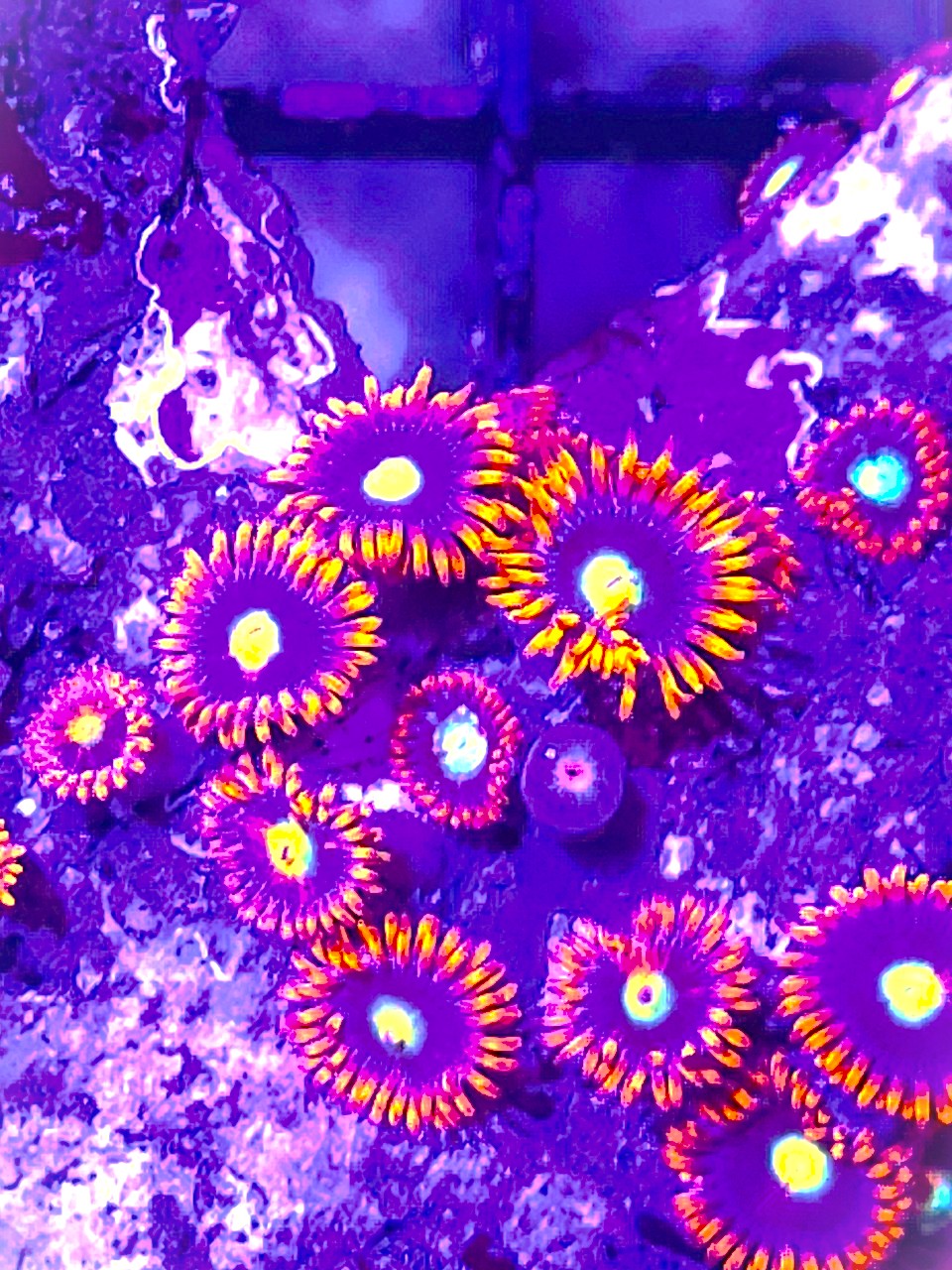 Zoanthus Super Orange