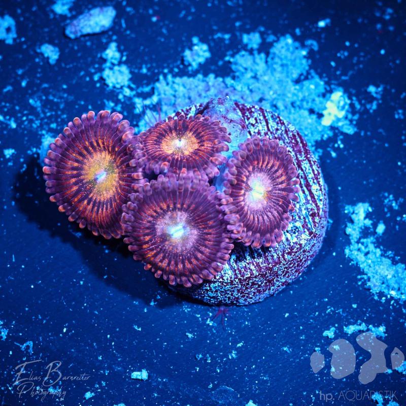 Zoanthus sp. 2 Zoanthus sp. 2