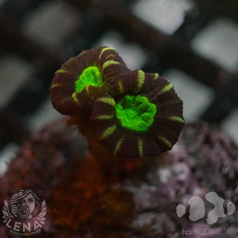 Caulastraea Striptease